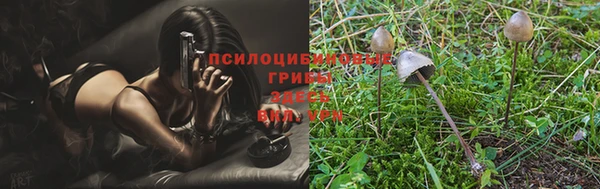 прущие грибы Аркадак